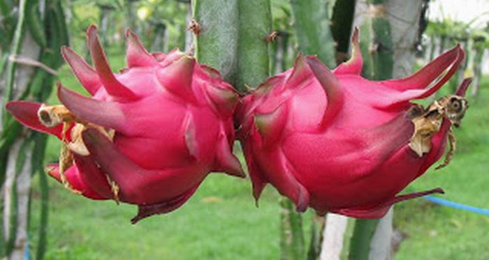 Kandungan Nutrisi Buah Naga Bagi Tubuh Anda