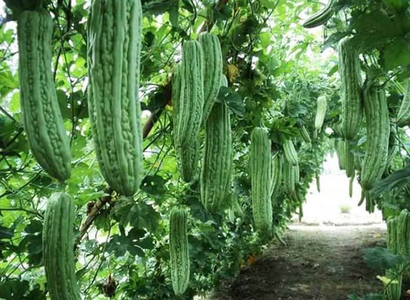 Pahitnya Pare Ternyata Ada Khasiatnya