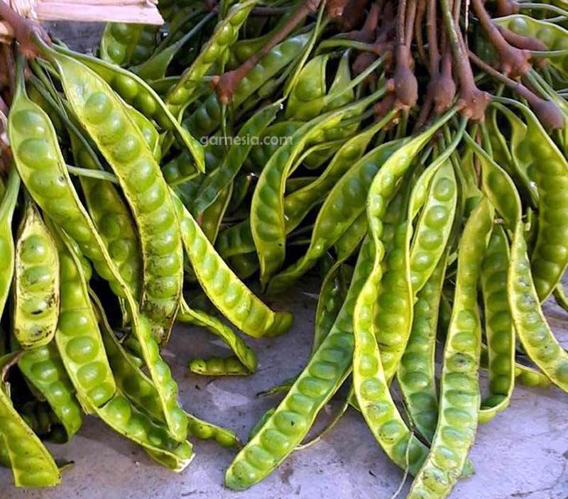 Petai, si Bau Namun Berkhasiat