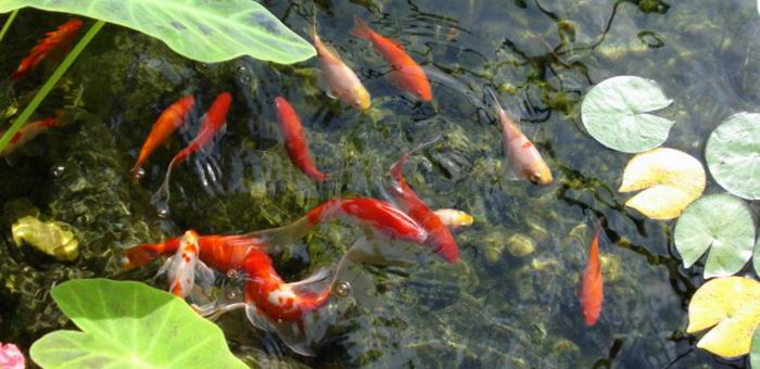 Tips Budidaya Pembesaran Ikan Mas