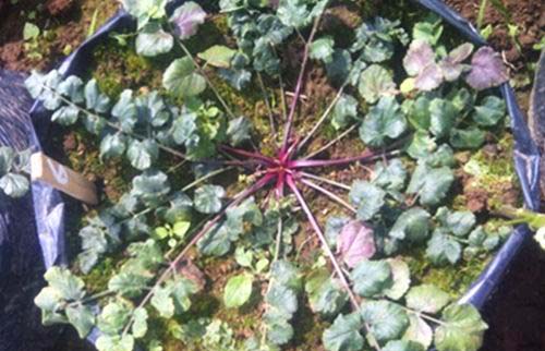 Purwaceng, Minuman Herbal Khas Pegunungan Tinggi Dieng