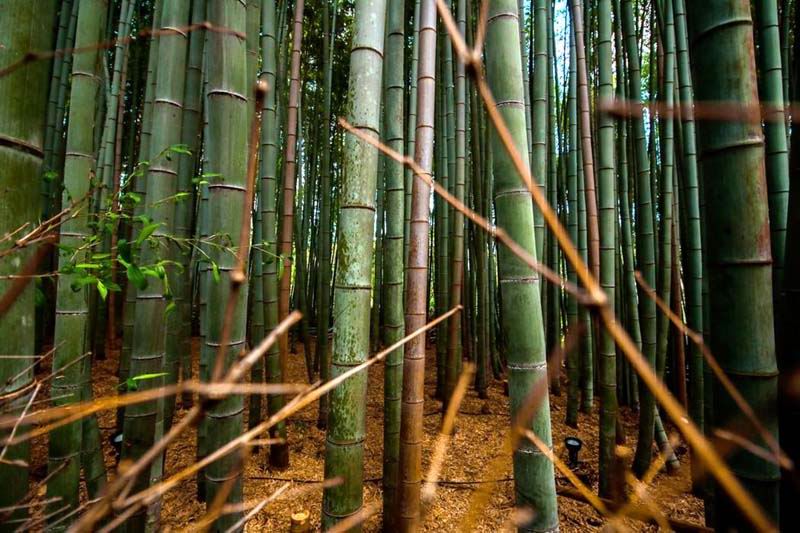 Ragam Jenis Tanaman  Bambu  di Indonesia Garnesia com