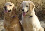 Tips Memelihara Anjing Golden Retriever