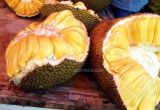 Wow...Ternyata Tanaman dan Buah Nangka Ini Banyak Manfaatnya
