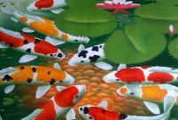 Beberapa Tips Cara Budidaya Ikan Koi Yang Baik dan Benar