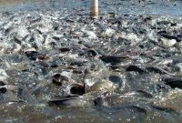 Tips Budidaya Ikan Lele Yang Baik dan Benar