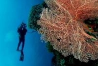 Objek Wisata Taman Nasional Wakatobi