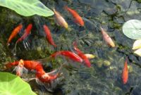 Tips Budidaya Pembesaran Ikan Mas