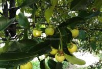 Teknik Menanam Tanaman Buah Manggis