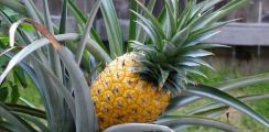 Khasiat Buah Nanas Bagi Tubuh Anda