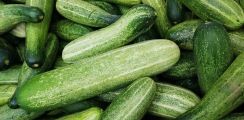 Khasiat Ketimun Untuk Kesehatan