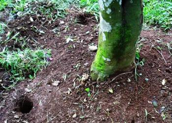 Pengertian dan Manfaat Lubang Resapan Biopori