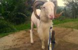Gracia Farm