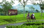 Tea Walk / Horse Riding