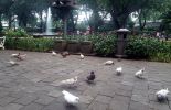 Taman Suropati di Jakarta Pusat