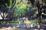 Taman Suropati di Jakarta Pusat