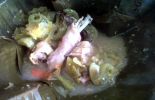 Garang Asem Sari Rasa di Jati, Kudus