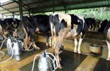 Susu Sapi Moeria di Kudus