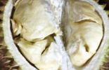 Ucok Durian di Medan