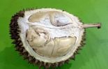 Ucok Durian di Medan