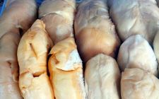 Ucok Durian Provinsi Sumatera Utara